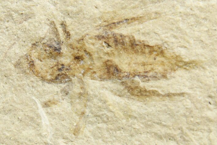 Eocene Fossil Cricket (Orthoptera) - Green River Formation #368747